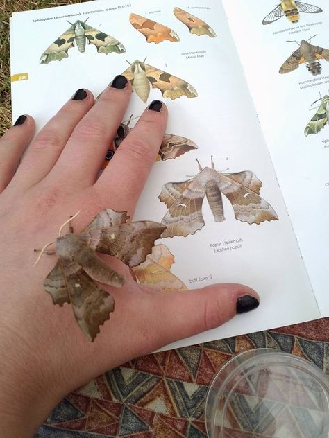 C. Barney. Poplar Hawk-moth - Laothoe populi (West Midlands UK 2015) Uk Moths, Wet Specimen, Cool Bugs, Hawk Moth, Beautiful Bugs, Arthropods, Arachnids, Silly Animals, Bugs And Insects