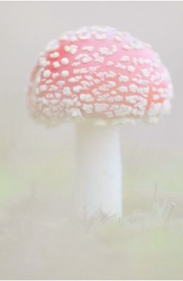 chasingthegreenfaerie Pink Fungi, Mushroom Reference, Pretty Mushrooms, Magic Faraway Tree, Pink Mushrooms, The Magic Faraway Tree, Mushroom Aesthetic, Mushroom Girl, Faraway Tree