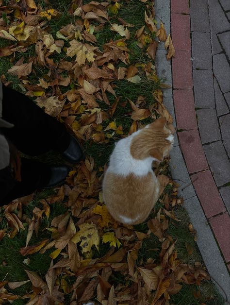 fall autumn cat aesthetic🐈‍⬛🍂 Autumn Cat Aesthetic, Autumnal Aesthetic, Autumn Cats, Autumn Cat, Fall Cats, Autumn Animals, Orange Aesthetic, Fall Time, Autumn 2024