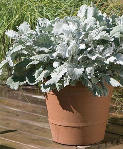 Different Types Of Flowers, Flower Farmer, Dusty Miller, Plant Spacing, Fresh Cut Flowers, Bedding Plants, Types Of Flowers, Front Garden, Container Plants