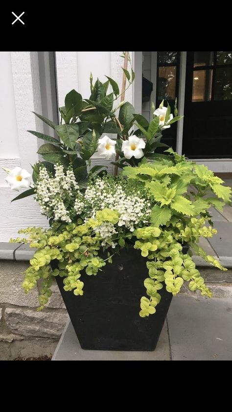 Summer Planters, Patio Flower Pots, Potted Plants Patio, Garden Planter Ideas, Patio Container Gardening, Summer Planter, Patio Flowers, Porch Flowers, Container Garden Design