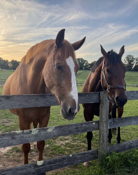 Pet Horse Aesthetic, Horses On A Farm, Horses On Farm, Country Horse Aesthetic, Countryside Life Aesthetic, Kentucky Aesthetic, Reckless Aesthetic, Horse In Stable, Horses In A Field