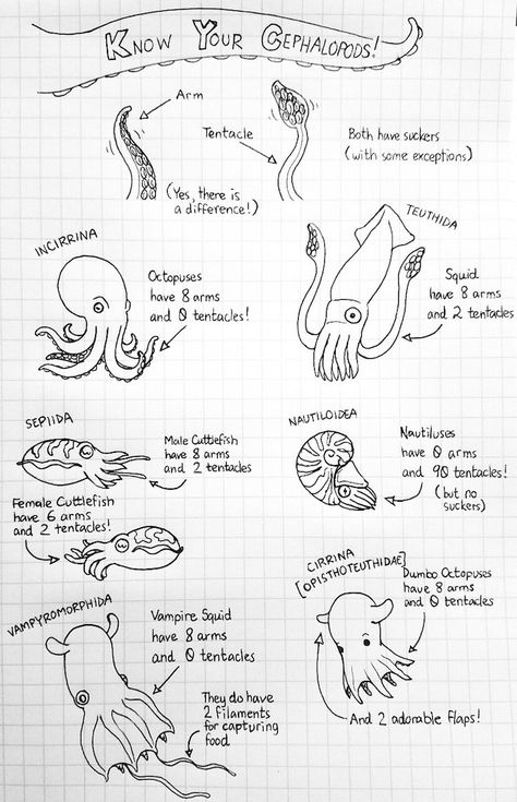 http://ketrinadrawsalot.tumblr.com/post/151782986657/know-your-cephalopods Know Your Cephalopods by Ketrina Yim Thanks Jason Scott! Oceanography Marine Biology, Studera Motivation, Regnul Animal, Sketching Tips, Biology Notes, Marine Biologist, Oceanography, Types Of Animals, Marine Biology