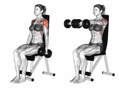 Dumbbell Full Can Seated Front Raise Exercise details Target muscle: Anterior Deltoid Synergists: Lateral Deltoid, Upper (Clavicular) Pectoralis Major, Serratus Anterior, Middle and Lower Trapezius Mechanics: Isolation Force: Push Start position In both hands, sit on an ottoman or a bench and let the dumbbells be hung straight by your sides. Execution Keep your elbows slightly bent, exhale as […] Pectoralis Major, Serratus Anterior, Shoulder Raises, Shoulder Impingement, Front Raises, Lateral Raises, Move Your Body, By Your Side, Home Gym