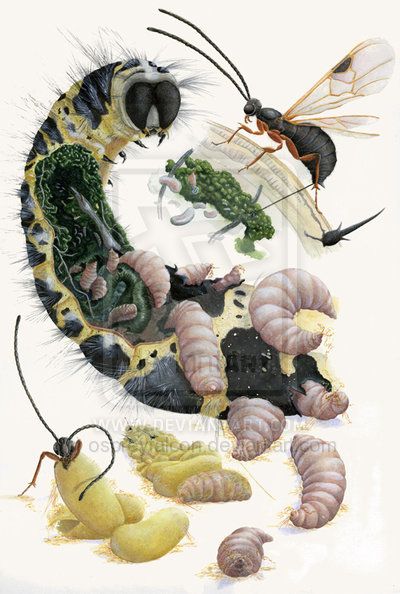 Development of the parasitic wasp Apanteles glomeratus Survival of the Fittest by ospreyfalcon.deviantart.com on @deviantART Parasitic Wasp, Cabbage White Butterfly, Butterfly Caterpillar, Survival Of The Fittest, The Host, Living Things, Scientific Illustration, White Butterfly, Life Cycle