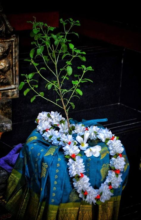 Tulsi Decoration Ideas, Thulasi Plant Decoration, Tulsi Mata, Tulsi Devi, Thulasi Plant, Tulasi Plant, Hanuman Ji Wallpapers, Rama Image, Lord Rama Images