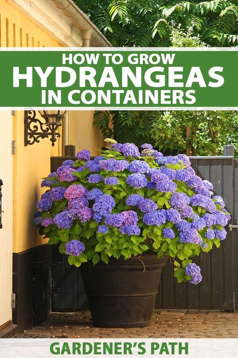 Hydrangea Plant Care, How To Grow Hydrangeas, Path Landscape, Potted Plants Patio, Hydrangea Potted, Hydrangea Landscaping, Tattoo Plant, Hydrangea Care, Growing Hydrangeas