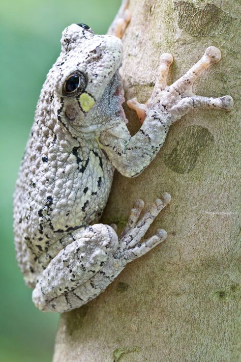 Gray Tree Frog, Frosch Illustration, Amazing Frog, Frog Life, Gray Tree, Cute Reptiles, Tortoise Turtle, Dart Frog, Funny Frogs