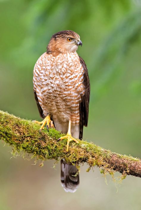 How to Identify Cooper's Hawks and Sharp-shinned Hawks - Birds and Blooms Types Of Hawks, Coopers Hawk, Sharp Shinned Hawk, Hawk Bird, Cooper's Hawk, Red Tailed Hawk, Nature Tour, Bird Quilt, Backyard Birds