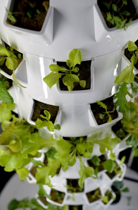 Vertical gardening doesn't always have to be 'a wall.' This aeroponic tower is stackable and mobile! A vertical growing ecosystem! Effortless results, and hghly energy efficient. #verticalgardening #verticalgarden #gardening #hydroponics #aeroponics #growyourownfood Aeroponic Tower, Hydroponic Tower, Indoor Herbs, Bed Net, Wire Trellis, Eco Garden, Vertical Vegetable Garden, Vertical Herb Garden, Vertical Gardening