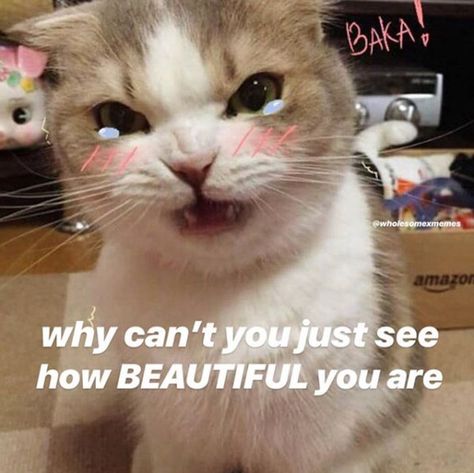 Cute Pick Up Lines, Silly Kittens, Wholesome Pictures, Dare Games, Finally Friday, Silly Cats Pictures, Silly Faces, Funny Images Laughter, Cute Messages