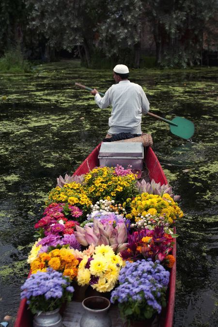 Kashmir Flowers, Kashmir Wedding, Flower Vendor, Srinagar Kashmir, Dal Lake, Tbt Instagram, Floating Garden, Kashmir India, Srinagar