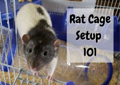 Rat Habitat Diy, Rat House Diy, Rat Cages Ideas, Pet Rats Cages, Pet Rat Cages Ideas, Homemade Rat Cage Ideas, Rat Cage Setup, Rat Enclosure, Rat Habitat