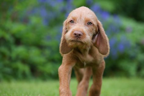 Vizslas: Superior at first, but docile, gentle at heart and prone to stick to you like glue - Country Life Hungarian Dog, Wirehaired Vizsla, Fox Red Labrador, Vizsla Dog, Dog Magazine, Vizsla Dogs, Dog Crates, Vizsla Puppies, Dog People