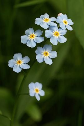 Myosotis Sylvatica, Forget-Me-Not, Myosotis Alpestris, Blue Ground Cover Ranunculus Yellow, Hiking Images, Flowers Pansies, Garden Peonies, Flowers Daffodils, Daffodils Flowers, Flowers Hibiscus, Roses Purple, Smokey Mountain