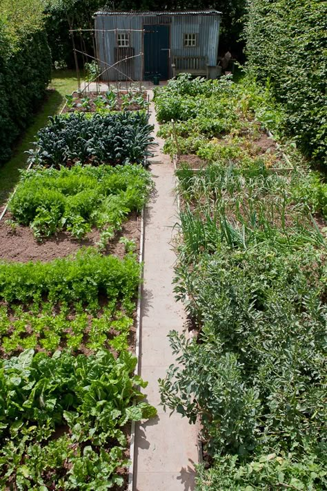 Grandad loved his allotment and his shed where he used to have the radio on and fall asleep Gardening Without Raised Beds, Garden Potager, Vegetables Growing, Allotment Ideas, Veg Patch, Kitchen Gardens, Potager Garden, Green Inspiration, Edible Landscaping