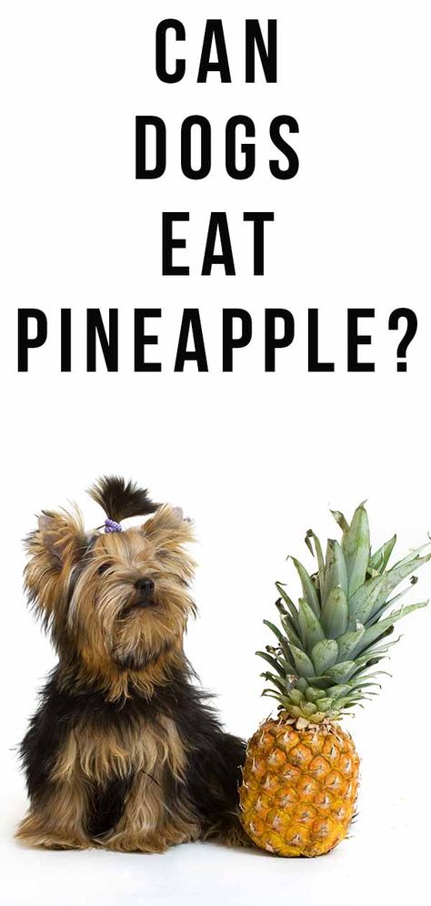 Can Dogs Eat Pineapple, Eating Pineapple, Organic Dog Treats, Upset Stomach, Canned Pineapple, Can Dogs Eat, Dog Biting, Health Conditions, Happy Puppy