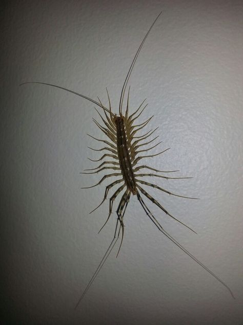 Silverfish on the wall at work. These things are gross! Gross Aesthetic, Bug Aethstetic, Insect Swarm Aesthetic, Gross Bugs, Scary Insects, Creepy Insects, Contact Photos, Bug Games, Insect Aesthetic Creepy