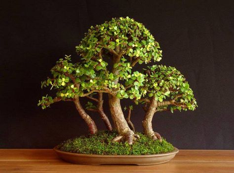 dollar tree Bonsai Succulents, Money Tree Bonsai, Jade Plant Bonsai, Chinese Elm Bonsai, Jade Plant Care, Elm Bonsai, Bonsai Making, Jade Bonsai, Bonsai Forest