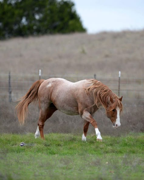 Strawberry Roan Horse, Bay Roan Horse, Red Roan Horse, Roan Horse, Percheron Horse, Fantasy Mounts, Horse Colours, Percheron Horses, Horse Beautiful