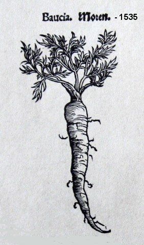 Carrot Drawing, Roots Drawing, Ancient Manuscripts, Short Poem, Botanical Illustration Vintage, Farm Art, Watercolor Flower Art, Black Ink Tattoos, Botanical Drawings