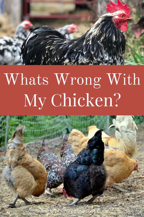 Homestead Animals, Chickens In The Winter, Chicken Keeping, Backyard Chicken Farming, Chicken Health, Chicken Eating, Raising Backyard Chickens, Backyard Flocks, Keeping Chickens