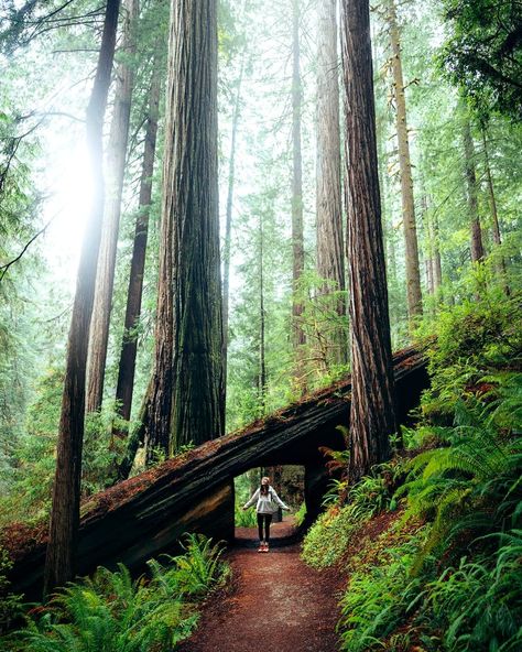 Redwoods Photography, Redwoods California, National Park Itinerary, Cali Trip, California Road Trip, Beautiful Parks, California Hikes, Usa Trip, Go Usa