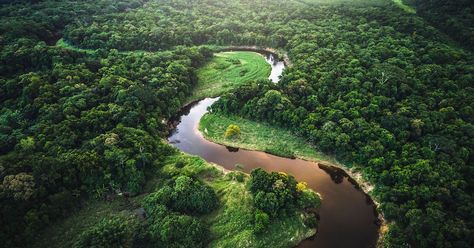 Amazon rainforest critical is to human life - https://barbadostoday.bb/2019/09/18/amazon-rainforest-critical-is-to-human-life/ Sequoia Sempervirens, Carbon Sink, Amazon Forest, Colorful Places, Amazon River, Kunming, Beautiful Forest, Seven Wonders, Amazon Rainforest