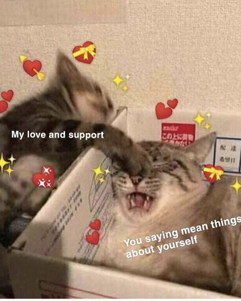 Cat Pick Up Lines, I Love My Girlfriend, Cute Messages, Six Feet Under, Wholesome Memes, Funny Reaction Pictures, Cute Memes, Pick Up Lines, Love Memes