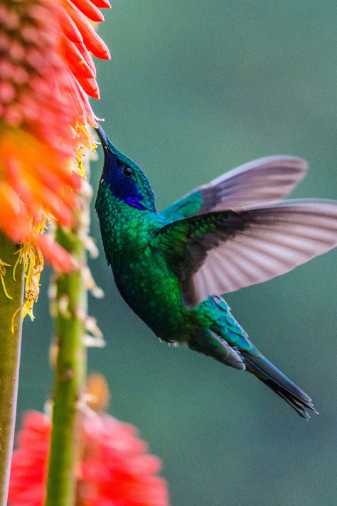 Colombian Birds, Colombia Nature, Pink River Dolphin, Andean Condor, Trip To Colombia, Winged Creatures, What Is A Bird, Group Project, Bird Wings