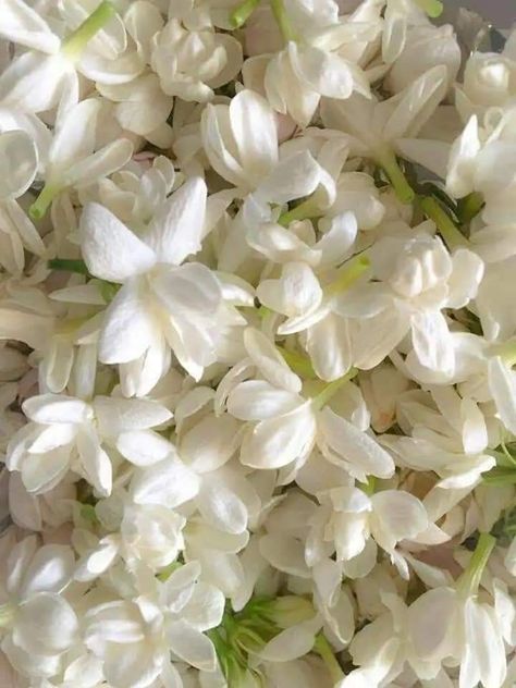 Indian White Aesthetic, Floral Scent Aesthetic, Jasmine Scent Aesthetic, White Jasmine Flower Aesthetic, Jasmin Core Aesthetic, Jasmine Flower Aesthetic Wallpaper, Jasmines Aesthetic, White Indian Aesthetic, Indian Jasmine Flower