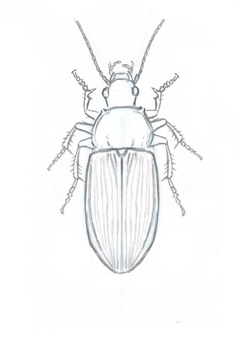 How to Draw Insects: Understanding and Drawing the Legs (part 2) How To Draw Insects, Draw Insects, Drawing Insects, Insect Art Projects, Mobiles Art, Beetle Drawing, Bugs Drawing, Drawing Legs, Bug Art