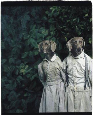 William Wegman Weimaraners - Bing Images William Wegman, Weimaraner Dogs, Man Ray, Weimaraner, Animal Heads, Caricatures, Dog Love, Pet Portraits, Animals And Pets