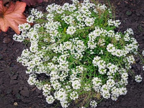 Caring For Sweet Alyssum Plants: How To Grow Alyssum In The Garden Alyssum Flowers, Sweet Alyssum, Pollinator Garden, Herb Seeds, Annual Plants, Window Box, Ground Cover, Fall Flowers, Rock Garden