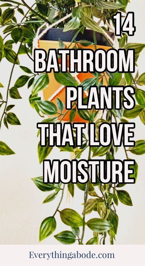 Bathroom Plants Decor, Best Bathroom Plants, Lily Plants, Inside Plants, Pothos Plant, Aloe Plant, Growing Plants Indoors, Bathroom Plants, Lifestyle Ideas