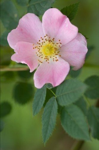 Image Cool, Flowers Dp, Rose Journal, Wild Irish Rose, Macro Photography Flowers, Most Popular Flowers, Open Rose, Rose Vase, Cool Books