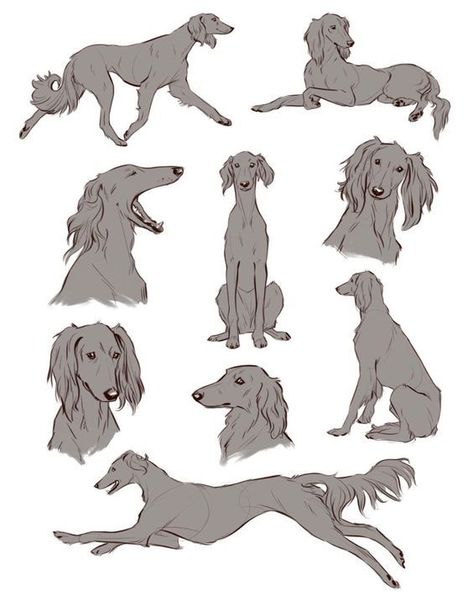 Saluki Dogs, Dog Design Art, Colorful Hairstyles, Canine Drawing, Dog Anatomy, Dog Sketch, Animal Study, Canine Art, Love Drawing