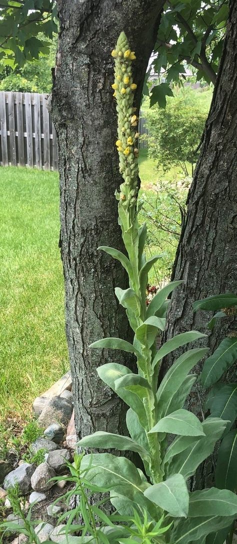 Common mullein information and photos Common Mullein, Curly Dock, Verbascum Thapsus, Plant Pests, Herbal Plants, Flower Spike, Life Cycles, Natural Healing, Herbal Remedies