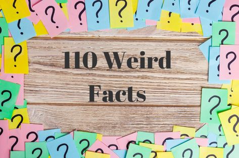 Strike up the most interesting convos by dropping one of these cool—yet undeniably weird facts that’ll get everyone talking! You might turn these weird facts into trivia questions and play virtual trivia games with your friends. Or, you could simply surprise someone by sending one of these weird, but true facts to your favorite people [...] Crazy Animal Facts, Weird Fun Facts, Weird But True Facts, Weird Animal Facts, Daily Fun Facts, Studying Memes, Weird But True, Google Hangouts, Math Questions