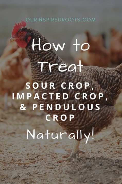 Is your chicken acting sick with a large crop? She may have sour crop or impacted crop. She may also get pendulous crop from it. Find out how I treat it naturally. #chickens #naturalhomestead #homesteading Raising Meat Chickens, Urban Chicken Farming, Homestead Animals, Meat Birds, Modern Homesteading, Chicken Health, Backyard Poultry, Homestead Gardens, Backyard Flocks