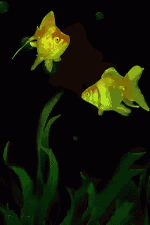 tenor.gif (300×450) Fish Gif, Optical Illusion Gif, Illusion Gif, Beau Gif, Colourful Fish, Animiertes Gif, Cele Mai Drăguțe Animale, Good Morning Coffee Gif, Good Night Gif