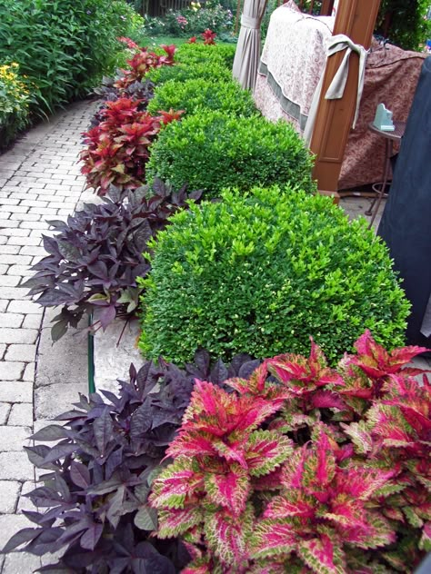 Green Velvet Boxwood, Small Yard Landscaping, Pathway Landscaping, Foundation Planting, Flower Garden Design, Front Landscaping, Landscape Designs, Front Yard Garden, Landscaping Tips