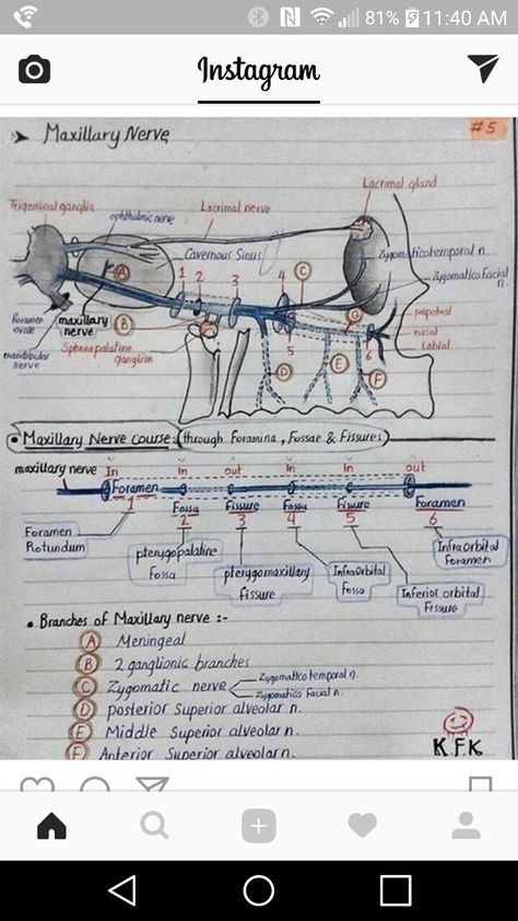 Maxillary Nerve, Nerve Anatomy, Dental Hygiene Student, Dental Hygiene School, Medical School Life, Dental Facts, Biology Notes, Medical Anatomy, Dental Hygiene