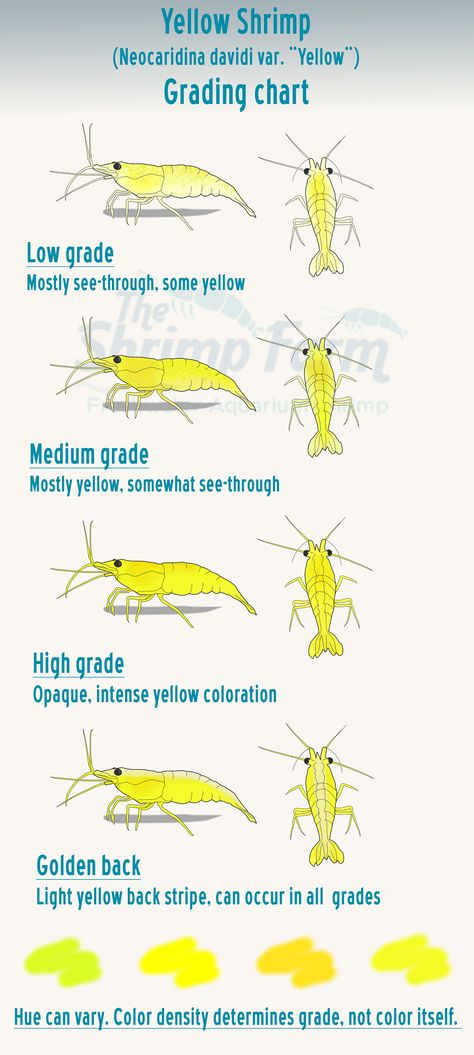 Grading Yellow Shrimp (Neocaridina davidi var. "Yellow") / The Shrimp Farm Freshwater Snails, Neocaridina Shrimp, Shrimp Breeding, Fish Posters, Shrimp Aquarium, Pet Shrimp, Aquarium Tips, Freshwater Shrimp, Red Cherry Shrimp