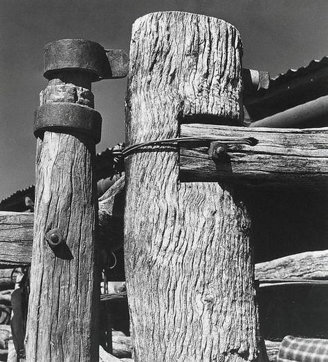 Max Dupain  (Australia 22 Apr 1911–27 Jul 1992)    Title  Two posts, 'Millungera'  Year  1977 Max Dupain, By Max, Photography Projects, Glass House, New South Wales, Aerial View, Art Set, The Collection, Art Gallery