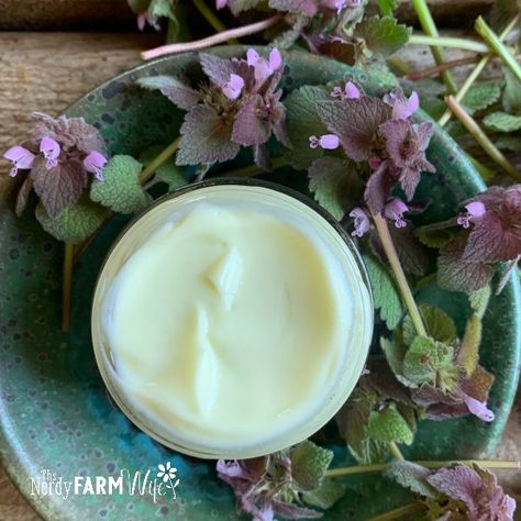 Purple Dead Nettle, Nettle Recipes, Vegetable Beds, Herbal Medicine Recipes, Herbal Remedies Recipes, Foraging Recipes, Medicinal Herbs Garden, Salve Recipes, Edible Wild Plants