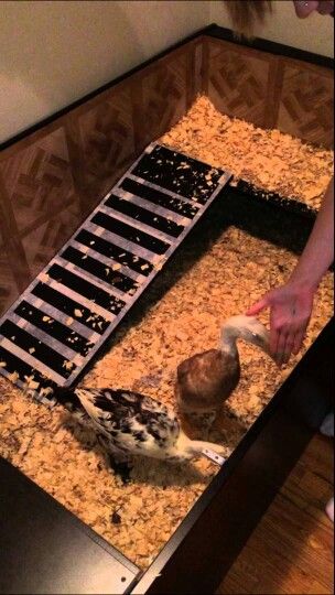 Indoor duck pen Indoor Duck Pen, Indoor Duck Enclosure, Duck Home Ideas, Pet Duck Set Up, Duck Supplies, Diy Duck Enclosure, Pet Ducks Indoor, Duck Enclosure Ideas, Duck Incloser