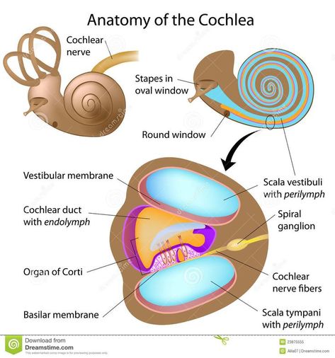 Ear Anatomy, Nerve Fiber, Human Ear, Anatomy Art, Drawing Skills, Human Anatomy, Health Matters, Biology, Anatomy