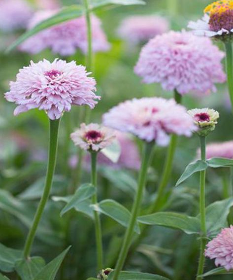 zinnia zinderella lilac on a petaled domed bloom. Zinnia Zinderella Lilac produces large-flowered, semi-doubles that are layered thickly with a crown of contrasting colours. This bloom of pompom short petals above a skirt of longer daisy-like flowers on tall sturdy stems makes them ideal for cut flowers arrangements or adding structure to garden beds. why it's special: Petals are edible and great to decorate a cake. From seed to flower in the same year. Attracts bees, butterflies and other benef Germinating Seeds Indoors, Decorate A Cake, Zinnia Elegans, Pom Pom Flowers, Zinnia Flowers, Contrasting Colours, Attracting Bees, Flowers Arrangements, Flowers Delivered