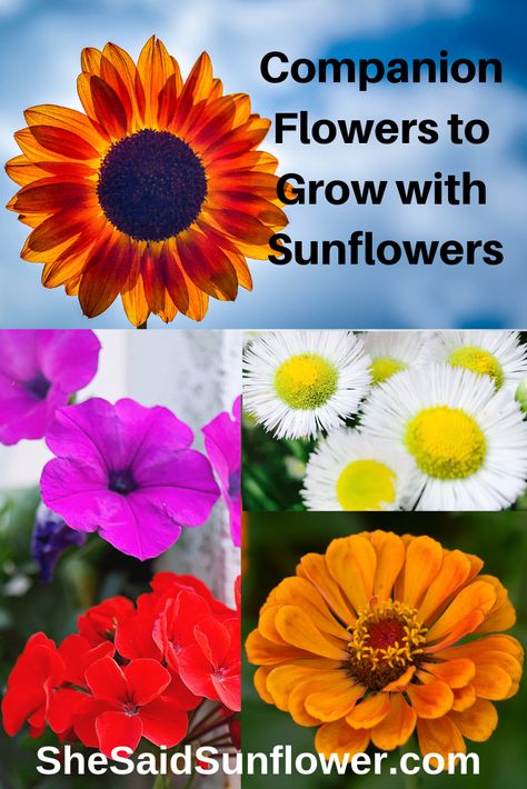 There's a multitude of gorgeous flowers to plant with sunflowers. But there are some, that I've found, can hinder my sunflowers growth and seed production. So, I've put together and easy to use guide for everyone to use. Flowers That Go With Sunflowers, Sunflower Companion Plants, Sunflower Garden Ideas, Growing Sunflowers From Seed, Plant Sunflowers, Flowers To Plant, Sunflower Farm, Herb Garden Planter, Growing Sunflowers